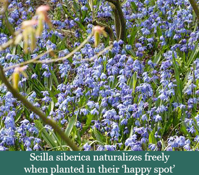 Brent and Beckys Bulbs-Virginia-scilla siberica