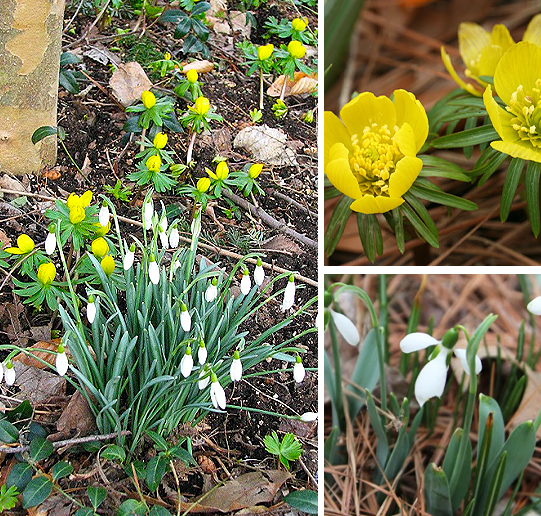 Brent and Beckys Bulbs-Virginia-shade galanthus mix