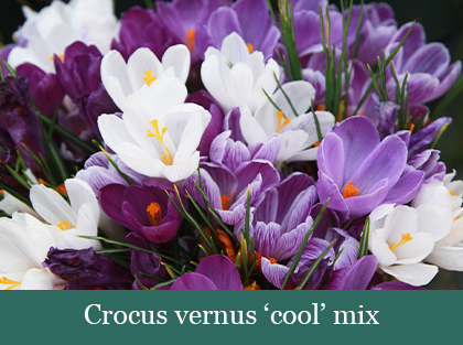 Brent and Beckys bulbs- Crocus vernus cool mix​