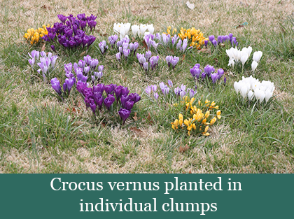 Brent and Beckys bulbs- Crocus vernus planted in individual clumps​