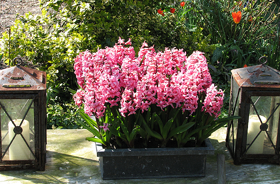 Brent and Beckys bulbs- Hyacinths Pink Pearl pot