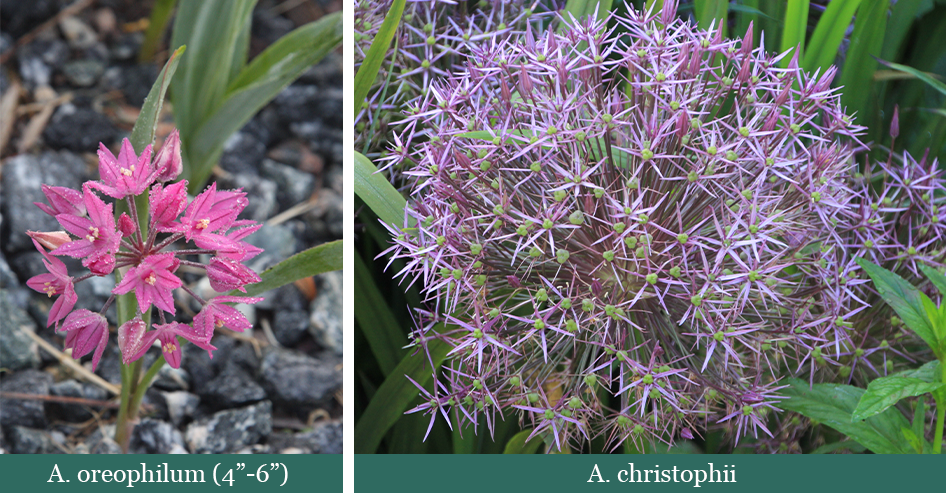 Brent and beckys bulbs-Allium oreophilum and Allium christophii