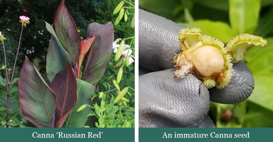 Brent and beckys bulbs -CANNA RUSSIAN RED and an immature canna seed