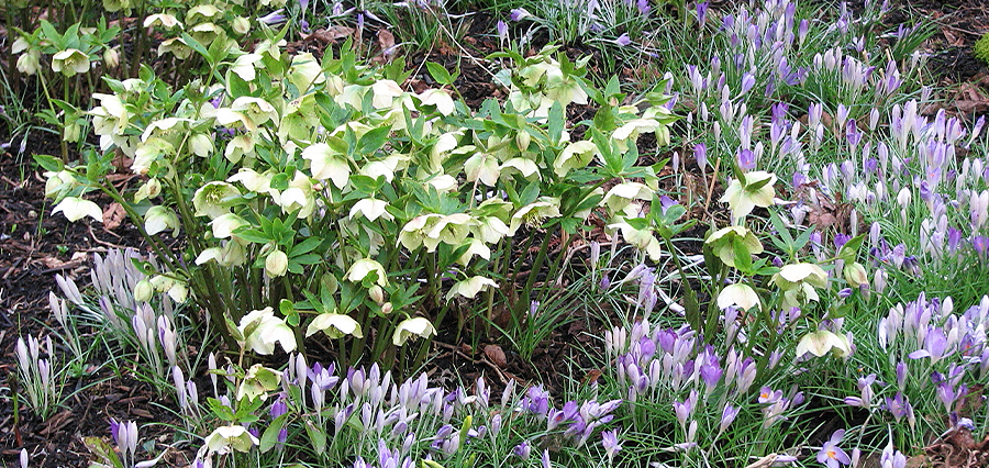 Brent and beckys bulbs-Crocus tommasinianus with Helleborus