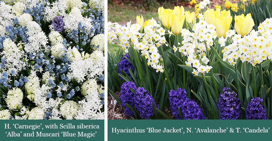 Brent and beckys bulbs-H. ‘Carnegie’, with Scilla siberica ‘Alba’ and Muscari ‘Blue Magic’