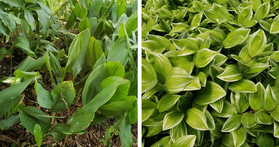 Brent and beckys bulbs Polygonatum for shade and convillaria