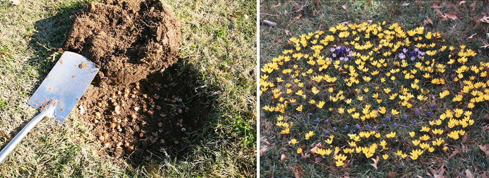 Brent and beckys bulbs- a fun crocus planting project