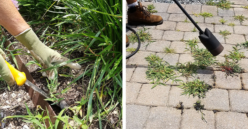 Brent and beckys bulbs -removing weeds with hands and a propane torch