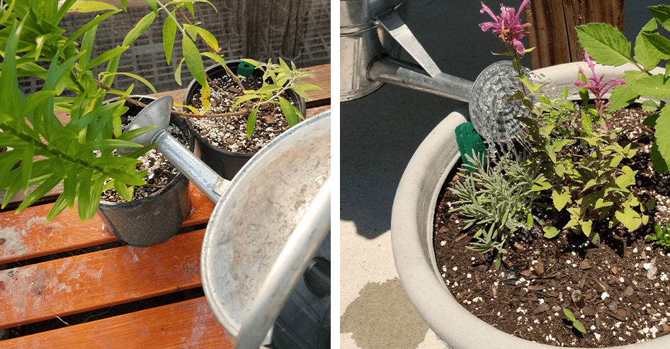 Brent and beckys bulbs -watering plants in containers_