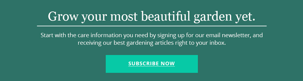 brent-becky-newsletter-subscribe-button