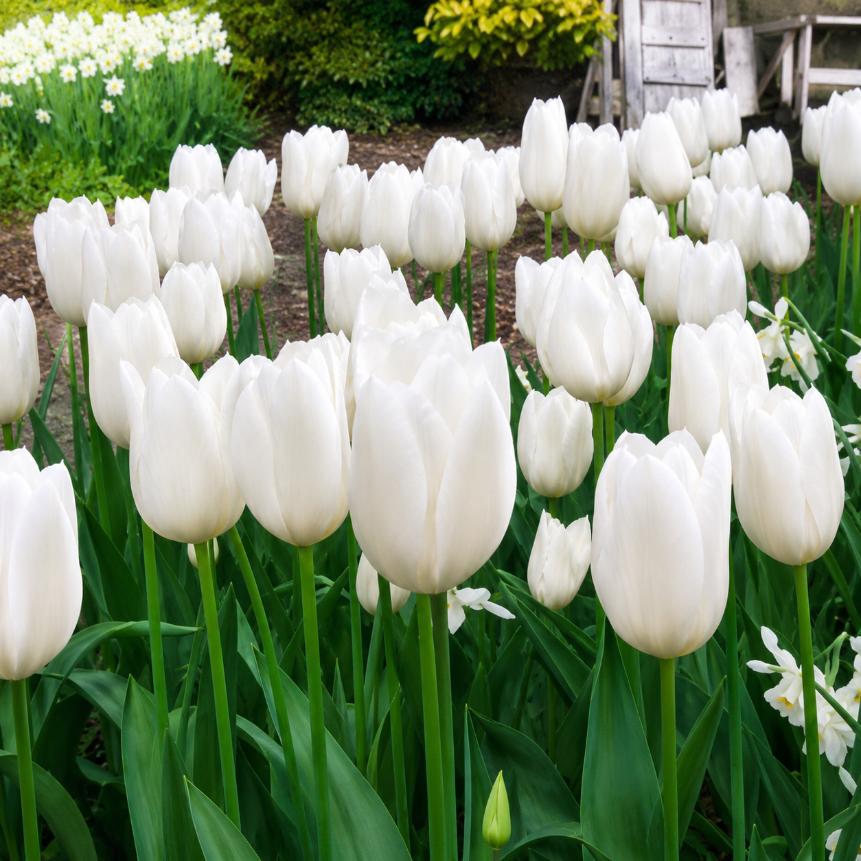 Tulipa – Catherina