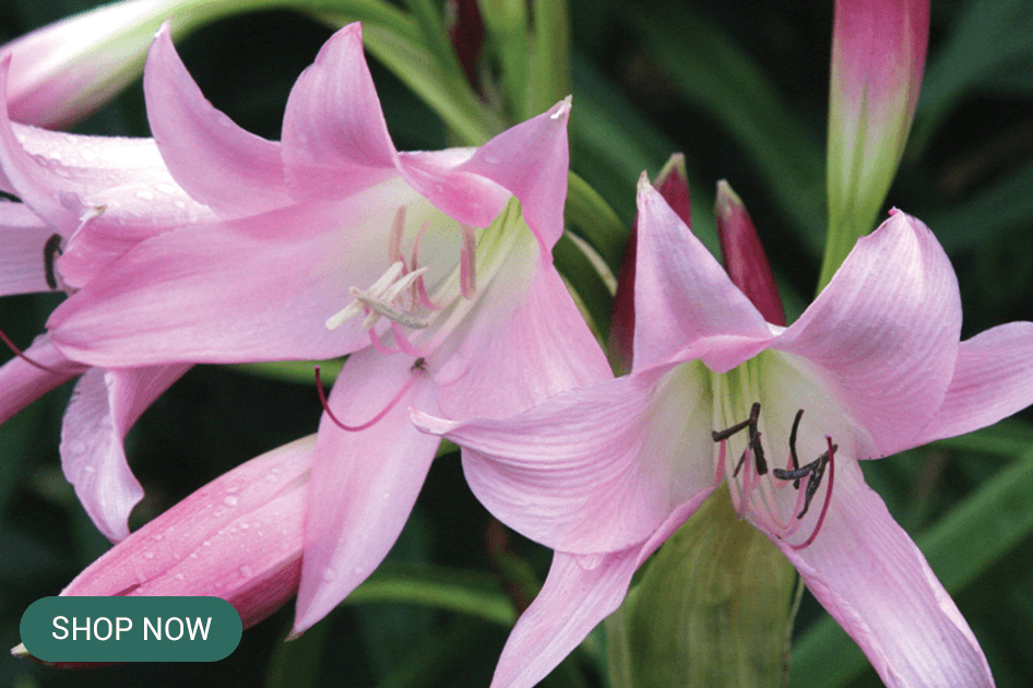 Crinum_Powellii brent & beckys