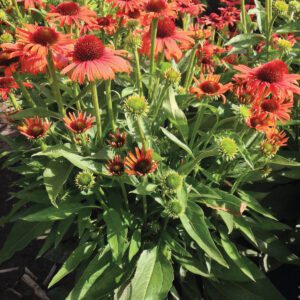 Echinacea