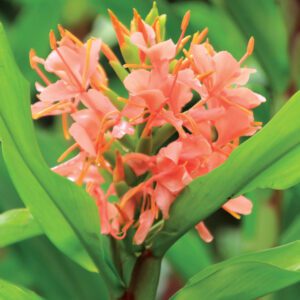 Hedychium
