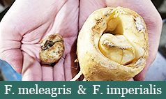 -F. meleagris and F. imperialis-brent and beckys bulbs virginia