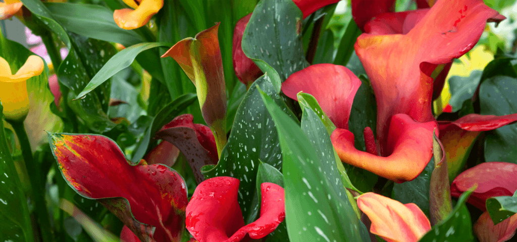 brent and beckys bulbs red alert calla lilies