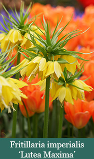 -Fritillaria imperialis Lutea Maxima-brent and beckys bulbs virginia