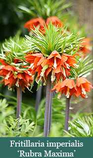 -Fritillaria imperialis Rubra Maxima-brent and beckys bulbs virginia