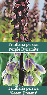 -Fritillaria persica​ varieties-​brent and beckys bulbs virginia
