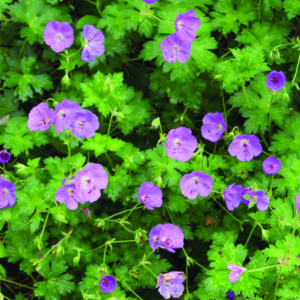 Geranium