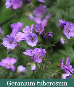 Brent and Beckys Bulbs-Virginia-Strong enough to Stand Alone-Geranium tuberosum​