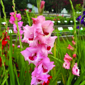 Gladiolus
