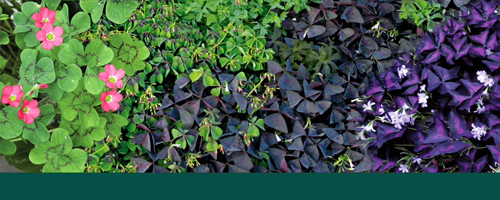 brent and beckys bulbs oxalis collage