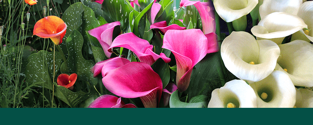 brent and beckys bulbs body orange white magenta calla lilies