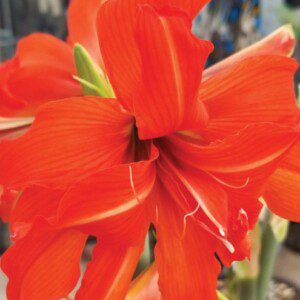 Hippeastrum - South African