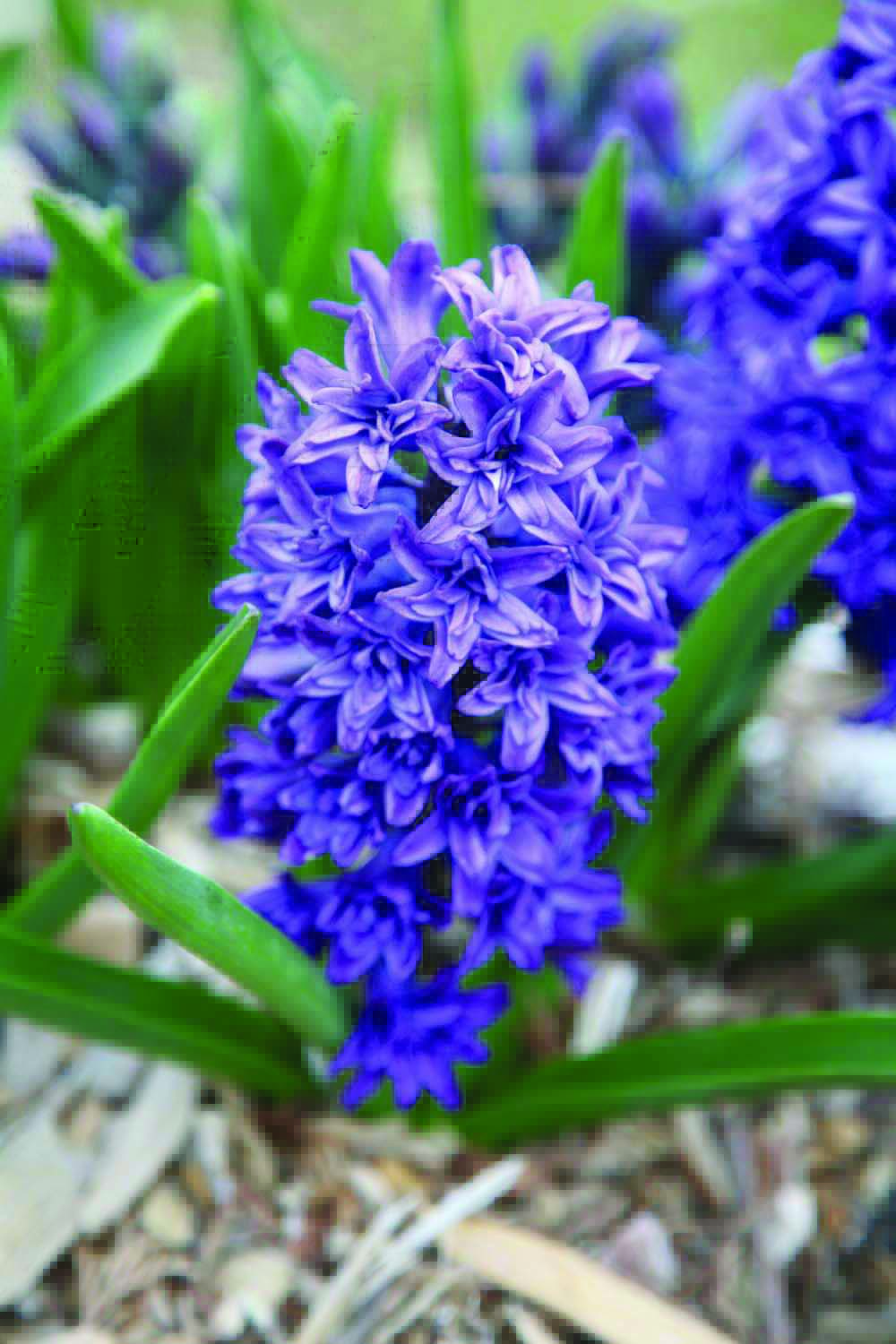 Bulb Shoppe & Gardens Brent & Becky's Bulbs