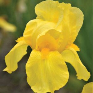 Iris