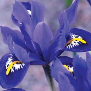Iris-Dwarf