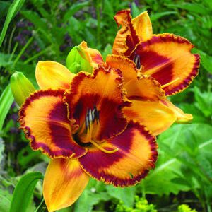 Hemerocallis