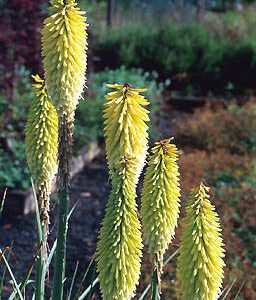 Kniphofia