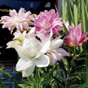Lilium