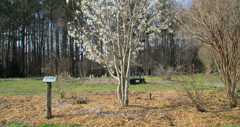 -Mulch helps deter new weed seeds