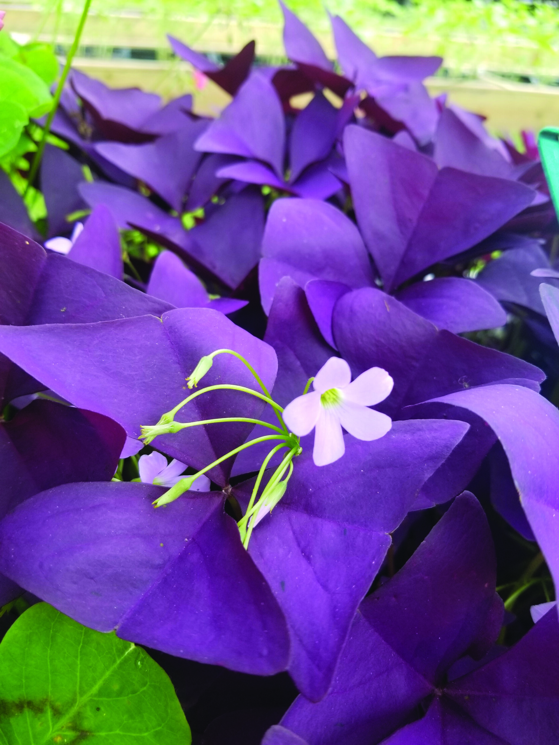 Oxalis Regnellii 'Green Shamrock' Lucky Plant Bulbs - Wood Sorrel For Indoor/Outdoor