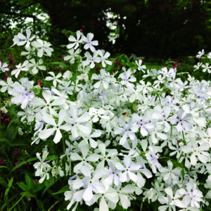 Phlox