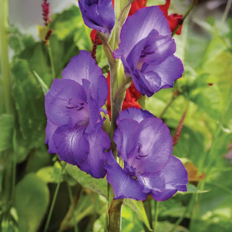 Brent & Becky's Bulbs