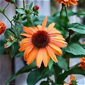 Rudbeckia – Prairie Blaze