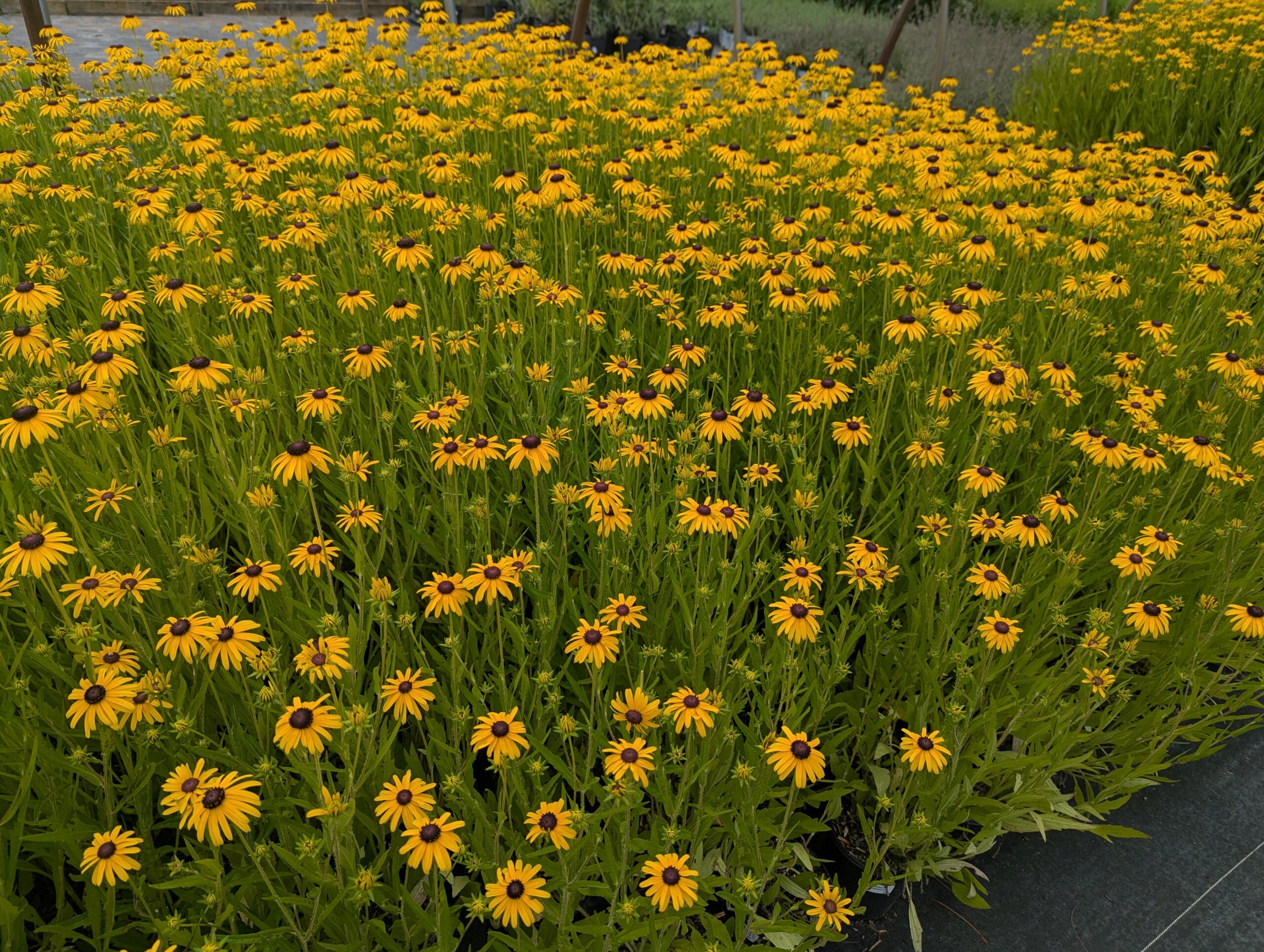 Rudbeckia – Summer Blaze