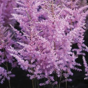 Astilbe