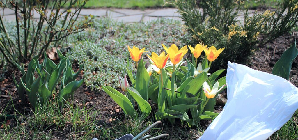Soils-and-amendments_fertilizing_tulip_gardening_feature