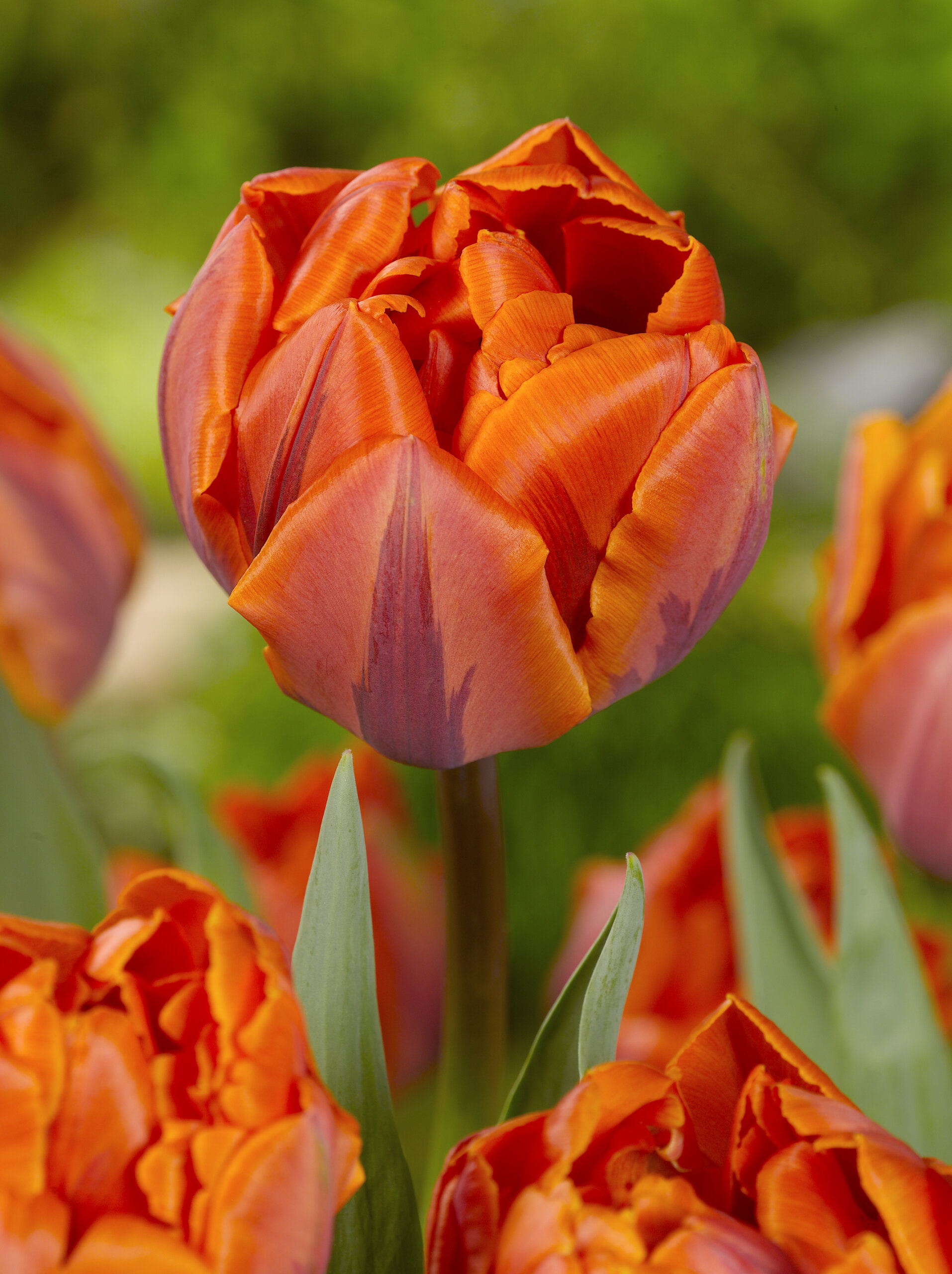 Tulipa – Hermitage Double