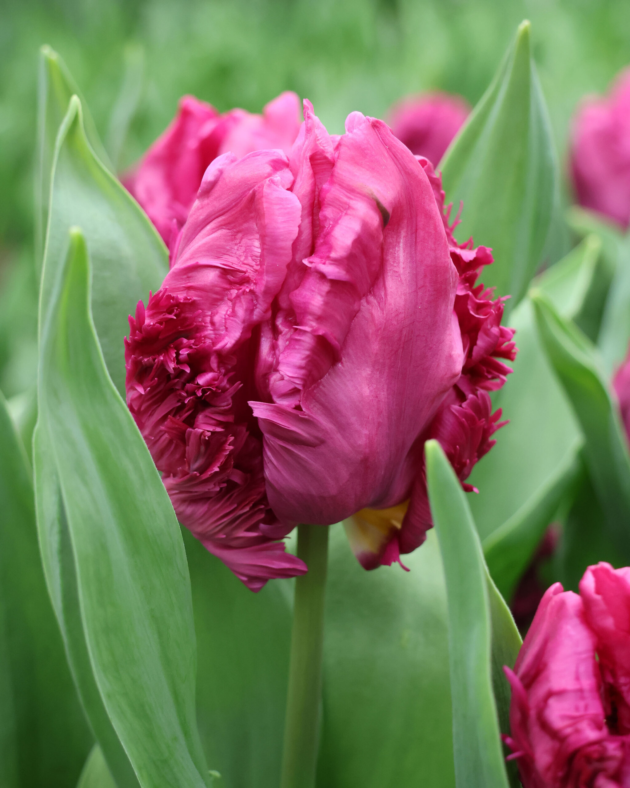 Tulipa – Parrot Prince