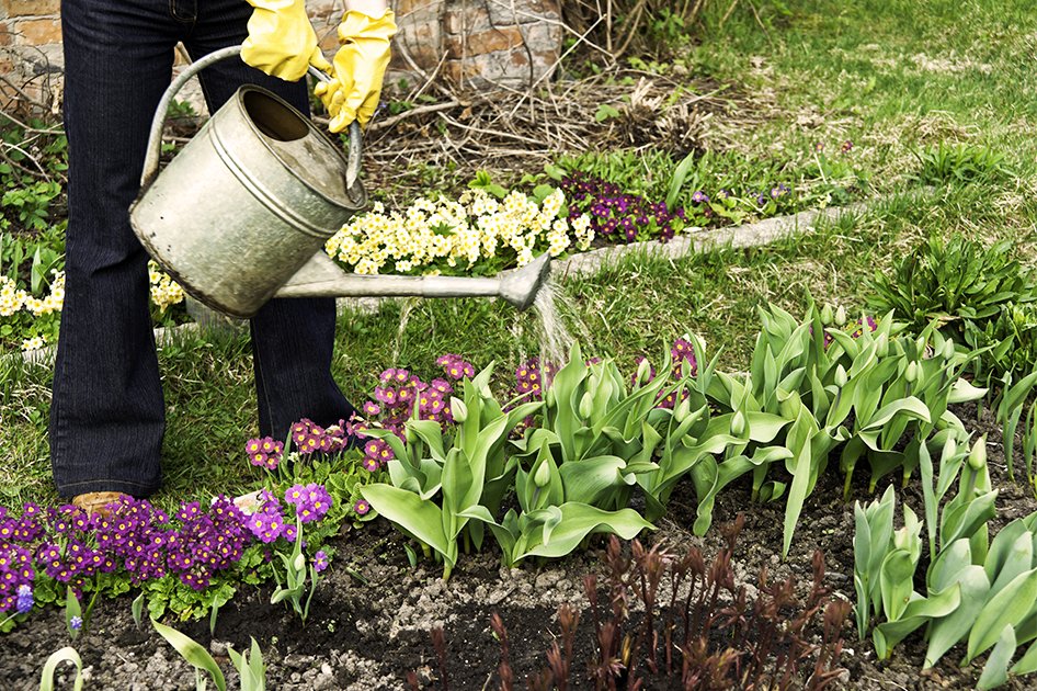Watering tulips in the garden-brent