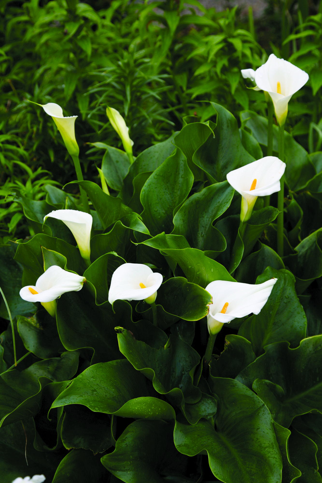 Z. aethiopica en mass