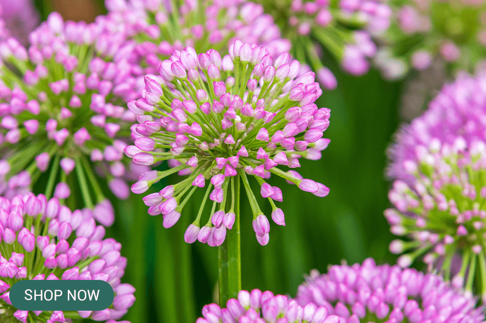 allium brent and beckys