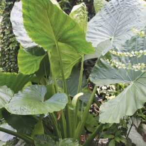 Alocasia