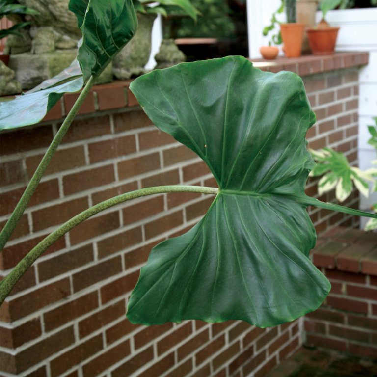 Alocasia Stingray - Brent & Becky's Bulbs
